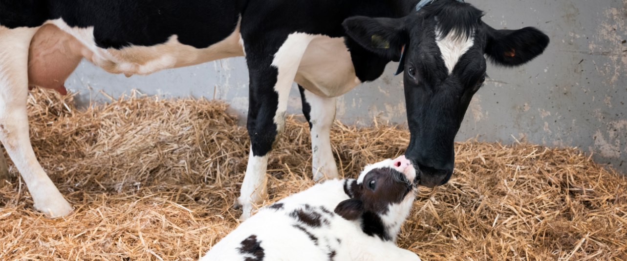 Kuh mit neugeborenem Kalb im Stroh
