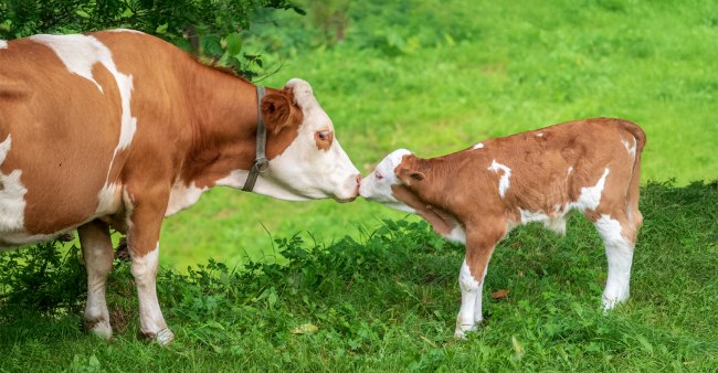 Kuh mit Kalb auf der Weide