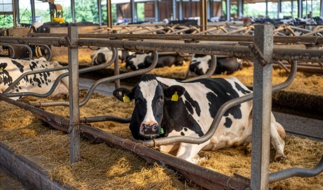 Trockenstehende Kuh im Liegeboxenlaufstall